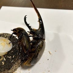 ヘラクレスオオカブト　卵！　🤗　（決まりました！）の画像