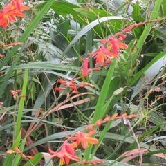 お花の苗を交換しませんか？