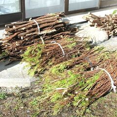 ☆薪　焚き付け用小枝　無料　長野県池田町☆