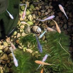 メダカ、いろいろです。の画像