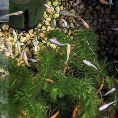 メダカ、いろいろです。の画像