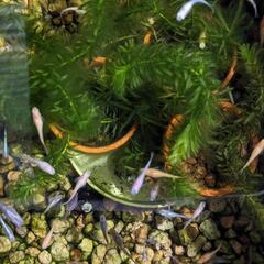 メダカ、いろいろです。の画像