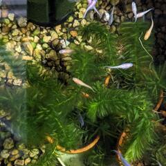 メダカ、いろいろです。の画像