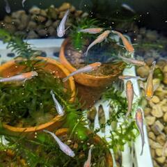 紅白レッドクリフとダークレッドクリフ