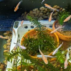 紅白レッドクリフとダークレッドクリフの画像