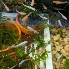 紅白レッドクリフとダークレッドクリフの画像