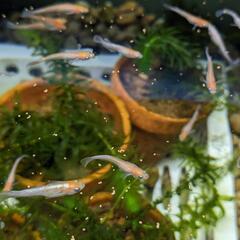 紅白レッドクリフとダークレッドクリフの画像