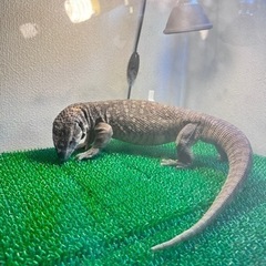 サバンナモニター