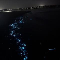 ホタルイカ掬いに行きませんか？ - 富山市