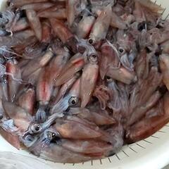 ホタルイカ掬いに行きませんか？ - メンバー募集