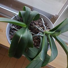 胡蝶蘭