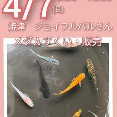 4/7(日)9:30〜16:00焼津ジョイフルパルさん　メダカす...