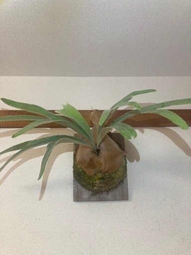 ビカクシダ　ピューチャンSP