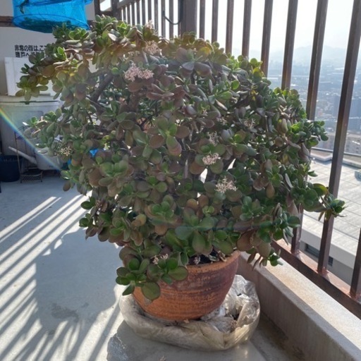 生活雑貨 家庭用品 ガーデニング