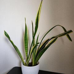 【引渡決定】観葉植物と園芸セット