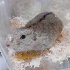 【引き続き飼い主様募集】ステップレミング 2/11生まれの女の子