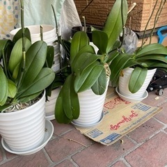 胡蝶蘭 鉢植えセット
