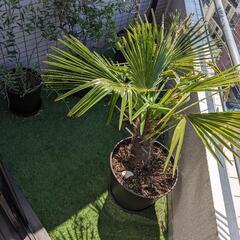 人工芝　1x2.5m　カットありの画像