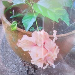 ハイビスカス　苗　画像の追加-2の画像