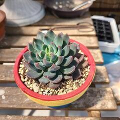 (お話し中)多肉植物ダークエルフ