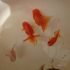 金魚「丸型バルーンオランダ」玄関内の画像