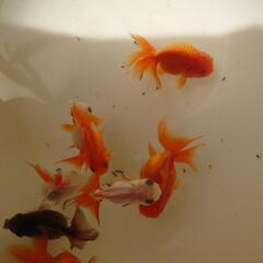 金魚「丸型バルーンオランダ」玄関内の画像