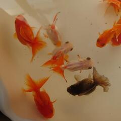 金魚「丸型バルーンオランダ」玄関内の画像