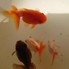 金魚「丸型バルーンオランダ」玄関内の画像