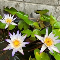 睡蓮　熱帯スイレン
