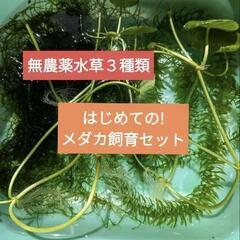 本日お渡し可能☆メダカ飼育セット☆無農薬　水草　３種類②