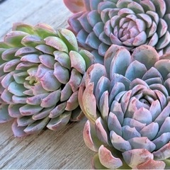 多肉植物　お譲りします　　の画像