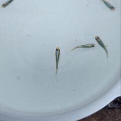 鯖の極みメダカの画像