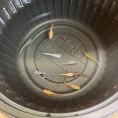 めだか無人販売　アガベ無人販売　明石市二見町　の画像