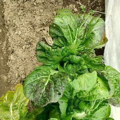 4月６日収穫予定です。青高菜です。有機肥料、無農薬で育ててますので虫食い穴あります。の画像
