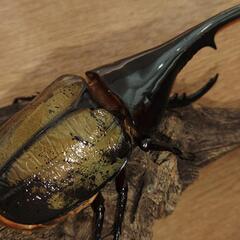 ヘラクレスヘラクレスの画像