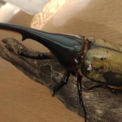 ヘラクレスヘラクレスの画像