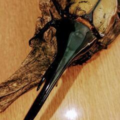 ヘラクレスヘラクレスの画像