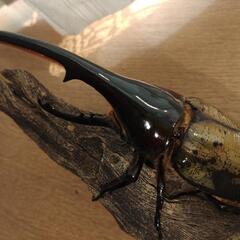 ヘラクレスヘラクレスの画像