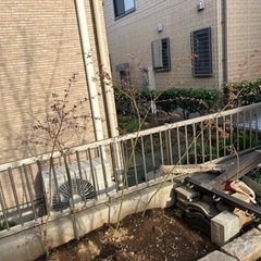 もみじ　1.5メートル　モミジ　苗木　雑木の庭