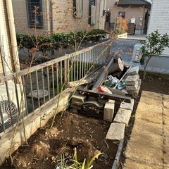 もみじ　1.5メートル　モミジ　苗木　雑木の庭の画像