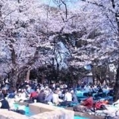 3/31(日)②🌸お花見友活🌸②