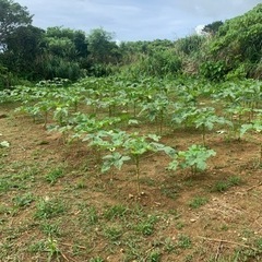 除草剤、農薬散布、高圧洗浄、草刈り