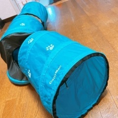 猫　トンネルの画像