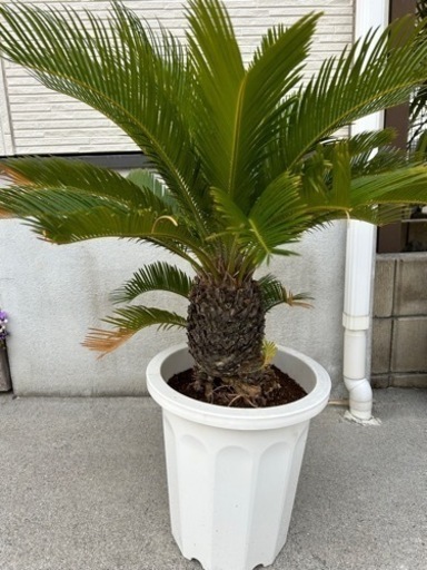 生活雑貨 家庭用品 ガーデニング