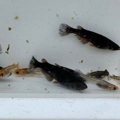 【決まりました】マタカタイ若魚1匹150円　メダカ　めだか　ブラ...