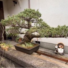 生活雑貨 家庭用品 ガーデニングの画像