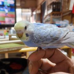 セキセイインコ　⑤　商談中
