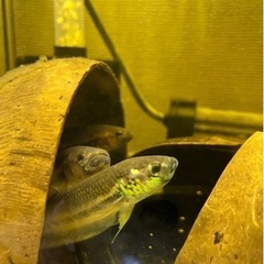 ワイルドベタ　オセラータ　（マリナウ）稚魚5匹の画像