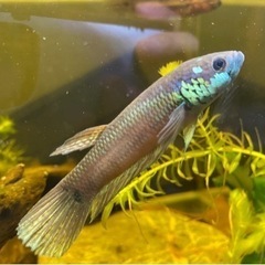 ワイルドベタ　オセラータ　（マリナウ）稚魚5匹