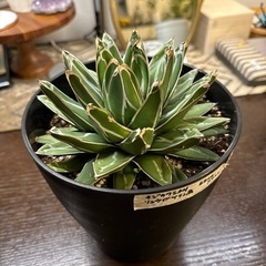観葉植物　アガベ　笹の雪　ビクトリアレギネ